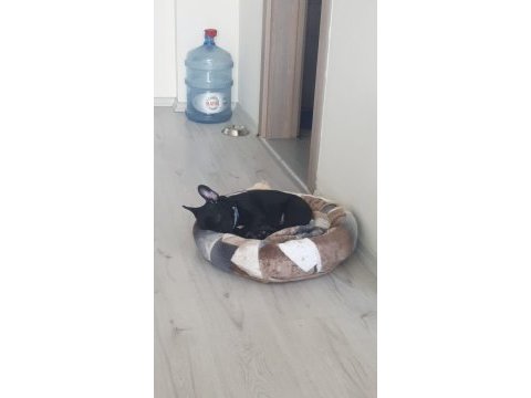 French bulldog 3 aylık blue gen