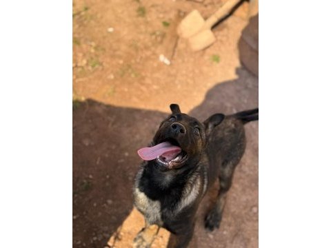 Üst düzey malinois yavrum dişi 2.5 aylık