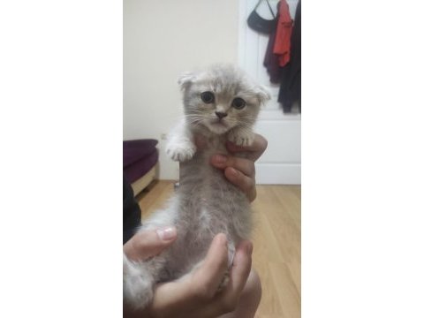 Sahibinden 3 aylık yavru scottish fold