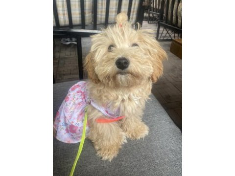 Maltipoo köpeği