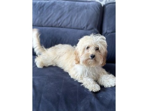 Maltipoo üretimlik dişi