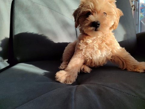 Maltipoo 3 aylık erkek