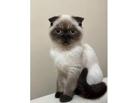 Safkan scottish fold anne ve british shorthair babadan yavru