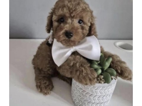 Toy poodle köpeği