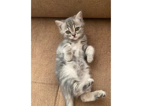 British shorthair yavrular