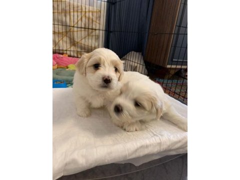 10 ocak doğumlu 1 kız ve 1 erkek terrier (rezerveye açık)