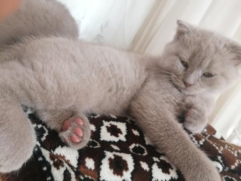 65 günlük yavru british longhair