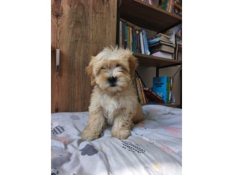 Maltipoo yavrularımız