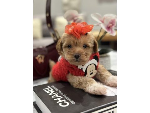 Küçük maltipoo kızım miniş