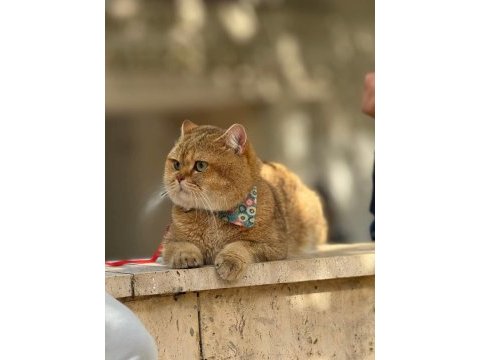 Safkan anne ve babadan scottish fold