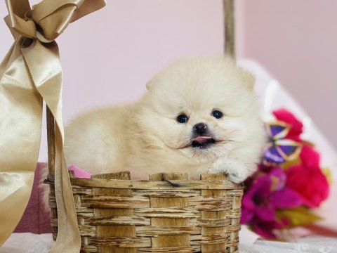 Ayı surat pomeranian yavrular