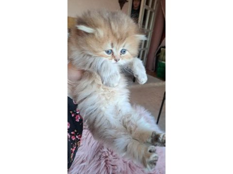 British longhair golden longhair dişi yavru