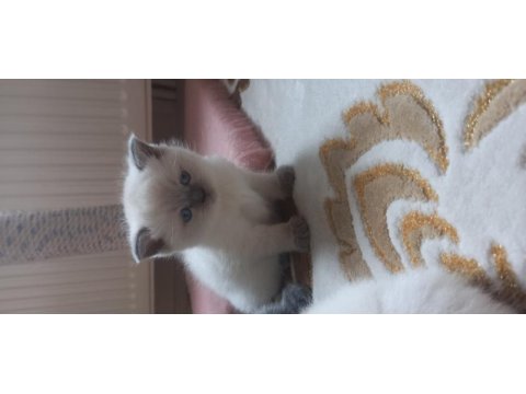 British shorthair yavru kediler