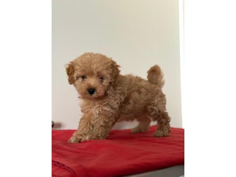 Tatlı minik maltipoo yavrular