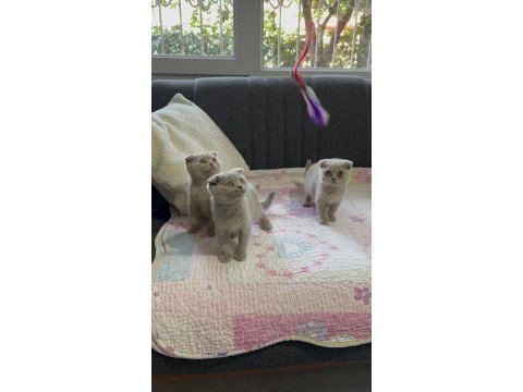 Scottish fold lilac yavrular