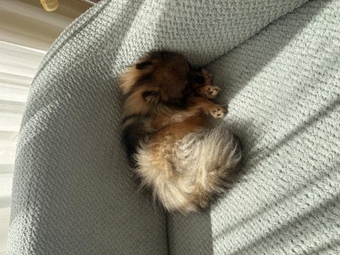 Pomeranian köpeğimiz leo