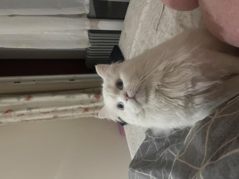 British shorthair balıma yuva arıyoruz