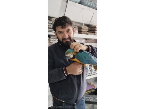 4 aylık el besleme bebek macaw isteyenler kaçırmayın