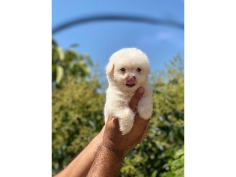 Maltese terrier yavrularımız