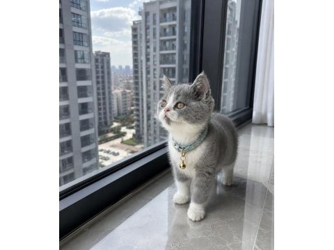 British shorthair bicolor