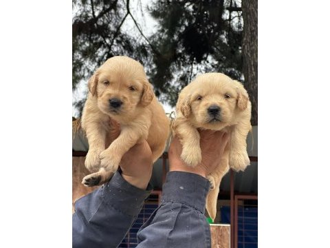 A kalitede birbirinden güzel golden retriever yavrularımız