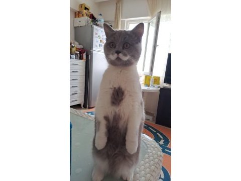 Minik british shorthair betamız yeni yuvasını arıyor