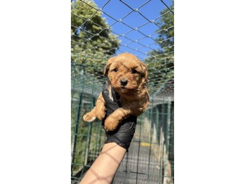 Kaliteli poodle detaylı bilgi için arayın