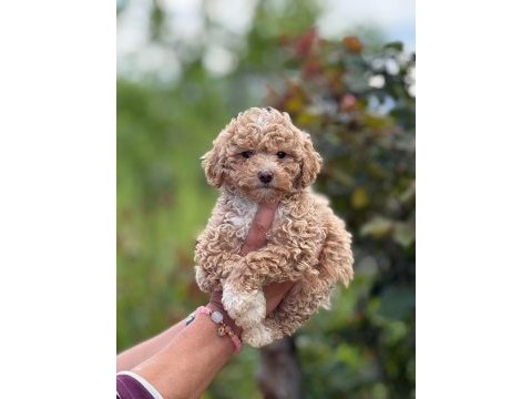 Aşılı teacup show kalite maltıpoo 