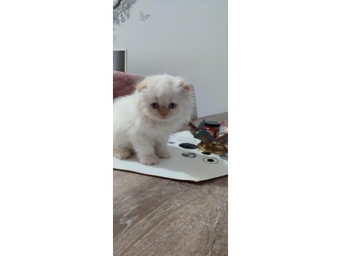 Teslime hazır scottish fold yavrular