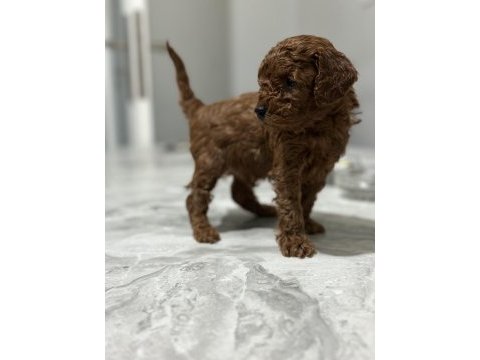 Toy poodle anne altında yavrularımz