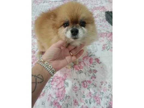 Pomeranian boo çifti