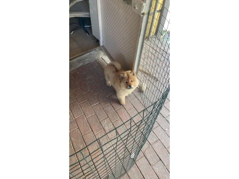 Chow chow yavru