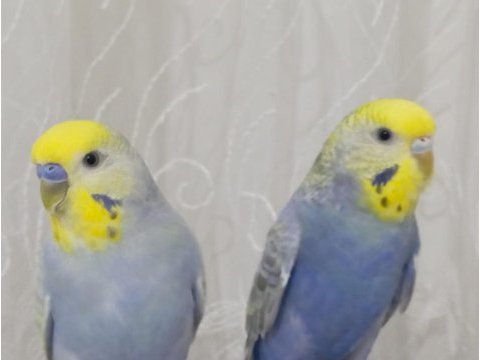 Çift muhabbet kuşları