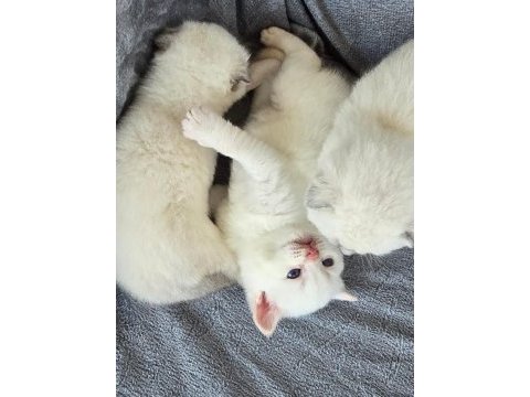 British shorthair red point