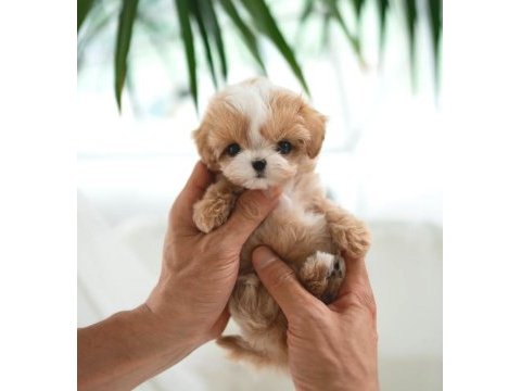Ankaranın en elit sağlıklı maltipoo yavruları