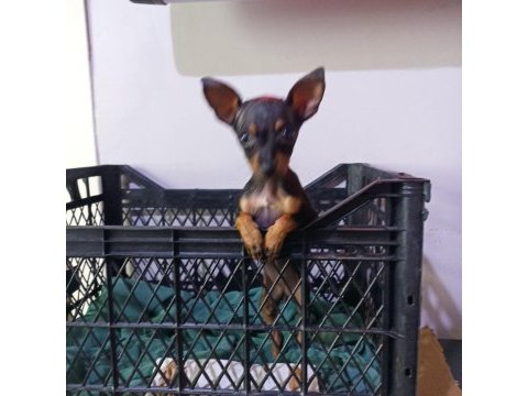 0 numara dişi pinscher çok ufak olacak