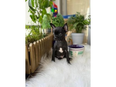 3 aylık erkek yavru chihuahua