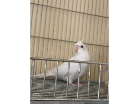 Albino erkek özel mutasyon wf dişi iki genç sultan