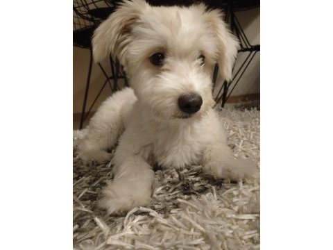 Şilamıza yeni yuva arıyoruz maltese terrier