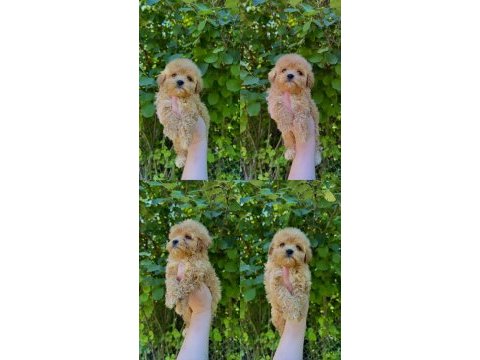 Orjinal mis turkey maltipoo yavrular yeni yuvalarına hazır
