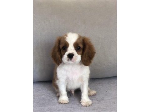 Aile ortamından cavalier king charles bebekler