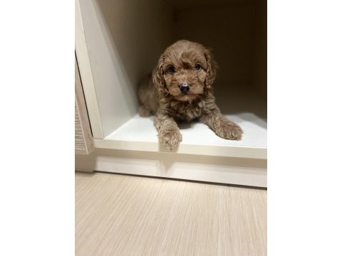 Ev doğumlu sağlık garantili orijinal toy poodle yavrular