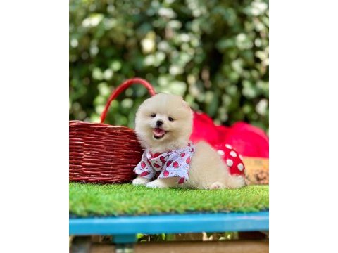 Erkek dişi pomeranian yavrular