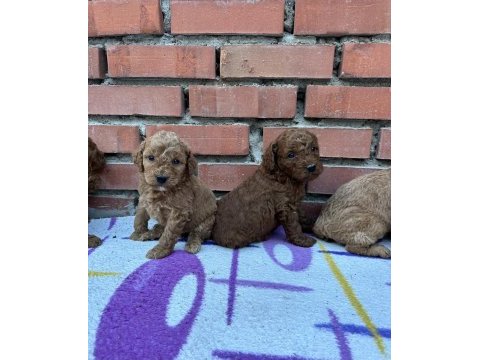Red brown toy poodle bebekler