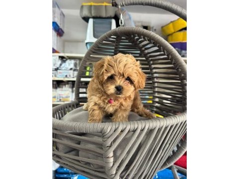 Kg garantili maltipoo yavrularımız