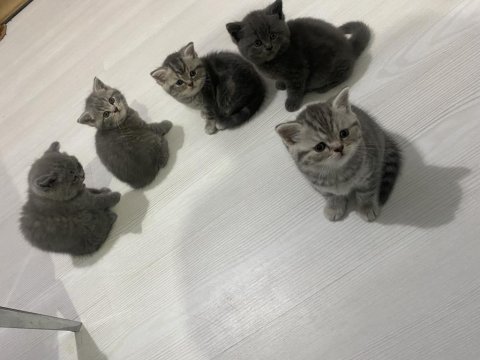 British shorthair silver