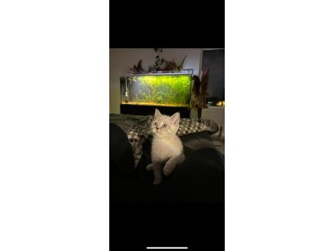 6 aylık akıllı uysal beyaz british shorthair kardeşler