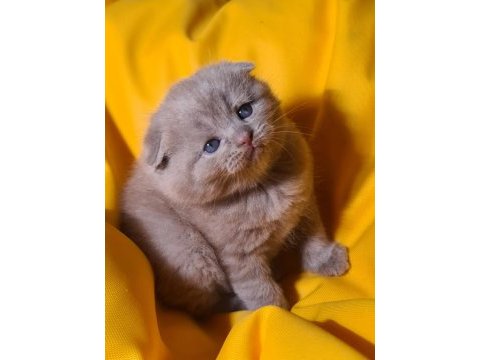 Scottish fold yavru