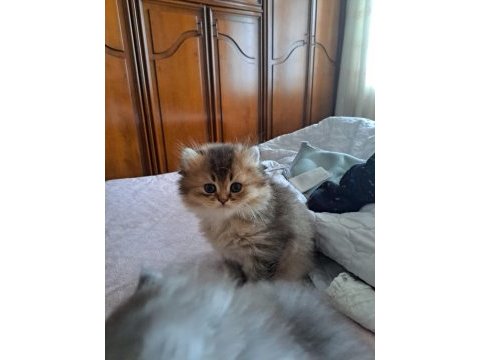 British golden longhair ve silver bebeklerimiz
