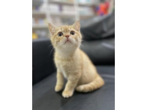 Veterinerden aşılı karneli sağlık garantili yavru kediler